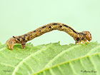  70.254 Scarce Umber larva 18mm Copyright Martin Evans 