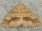  70.255 Dotted Border Copyright Martin Evans 