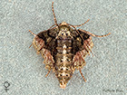 70.255 Dotted Border female Copyright Martin Evans 