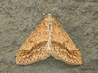  70.255 Dotted Border Copyright Martin Evans 