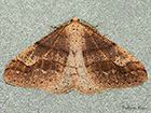  70.255 Dotted Border Copyright Martin Evans 