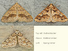  70.255 Dotted Border, Mottled Umber and Spring Usher Copyright Martin Evans 