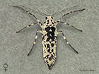  70.256 Mottled Umber female Copyright Martin Evans 