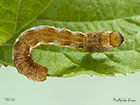  70.256 Mottled Umber larva 18mm Copyright Martin Evans 