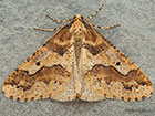  70.256 Mottled Umber Copyright Martin Evans 
