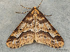  70.256 Mottled Umber Copyright Martin Evans 