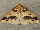  70.256 Mottled Umber Copyright Martin Evans 