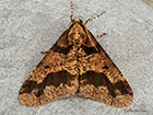  70.256 Mottled Umber Copyright Martin Evans 