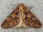  70.256 Mottled Umber Copyright Martin Evans 