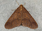  70.256 Mottled Umber Copyright Martin Evans 