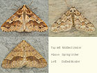  70.256 Mottled Umber, Spring Usher and Dotted Border Copyright Martin Evans 