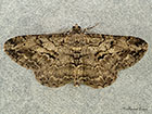  70.258 Willow Beauty Copyright Martin Evans 