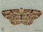  70.258 Willow Beauty female Copyright Martin Evans 