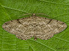  70.258 Willow Beauty Copyright Martin Evans 