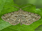  70.258 Willow Beauty Copyright Martin Evans 