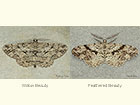  70.258 Willow Beauty and Feathered Beauty Copyright Martin Evans 