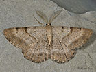  70.262 Bordered Grey Copyright Matin Evans 