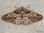  70.263 Ringed Carpet Copyright Martin Evans 