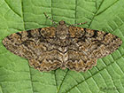  70.265 Mottled Beauty Copyright Martin Evans 