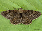  70.265 Mottled Beauty Copyright Martin Evans 
