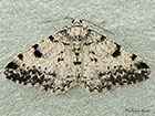  70.266 Dotted Carpet Copyright Martin Evans 
