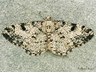  70.266 Dotted Carpet Copyright Martin Evans 