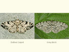  70.266 Dotted Carpet and Grey Birch Copyright Martin Evans 