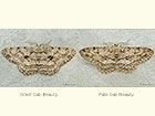  70.267 Great Oak Beauty and Pale Oak Beauty Copyright Martin Evans 