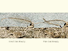  70.267 Great Oak Beauty and Pale Oak Beauty Copyright Martin Evans 