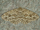  70.270 Engrailed Copyright Martin Evans 