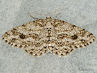  70.270 Engrailed Copyright Martin Evans 