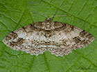  70.272 Square-spot form Copyright Martin Evans 