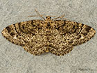  70.273 Brindled White-spot Copyright Martin Evans 