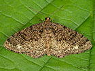 70.273 Brindled White-spot Copyright Martin Evans 