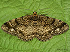  70.273 Brindled White-spot Copyright Martin Evans 