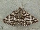  70.275 Common Heath female Copyright Martin Evans 