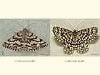  70.275 Common Heath and Latticed Heath Copyright Martin Evans 