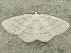  70.277 Common White Wave Copyright Martin Evans 