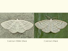  70.277 Common White Wave and Common Wave Copyright Martin Evans 