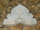  70.279 White-pinion Spotted Copyright Martin Evans  