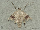  70.282 Early Moth female Copyright Martin Evans 