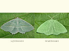  70.283 Light Emerald and Small Emerald Copyright Martin Evans 