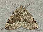  70.2841 Banded Pine Carpet Copyright Martin Evans 