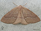  70.284 Barred Red - female brown form Copyright Martin Evans 