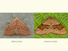  70.284 Barred Red and Barred Umber Copyright Martin Evans 