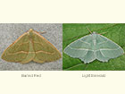  70.284 Barred Red f.prasina and Light Emerald Copyright Martin Evans 