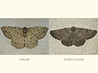  70.287 Annulet and Scotch Annulet Copyright Martin Evans 