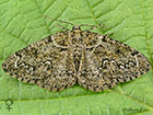  70.288 Brussels Lace female Copyright Martin Evans 