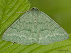  70.297 Grass Emerald Copyright Martin Evans 