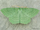  70.299 Large Emerald Copyright Martin Evans 